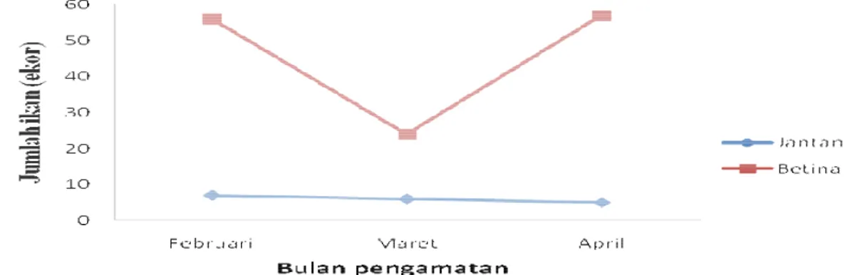 Tabel  2.  Jumlah  dan  persentasi  ikan  selais  kaporeh  ( dikumpulkan selama bulan Februari