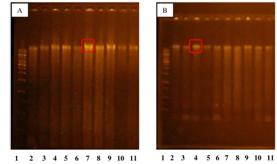 Gambar 1.   Profil sepuluh DNA total Ompok eugeneiatus dari (A) Sungai Kampar  Kiri dan (B) Sungai Indragiri Hulu