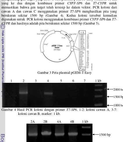 Gambar 3 Peta plasmid pGEM-T Easy 
