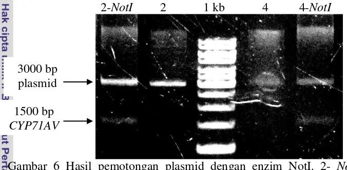 Gambar 6 Hasil pemotongan plasmid dengan enzim NotI. 2-  NotI: plasmid rekombinan  dipotong, 2: plasmid rekombinan klon 2 tidak dipotong, 1 kb: marker 1 kb, 4: plasmid rekombinan klon 4 tidak dipotong, 4-NotI: plasmid rekombinan dipotong