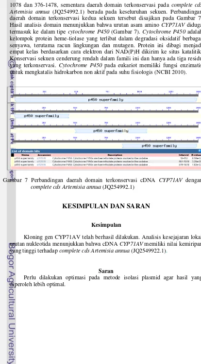 Gambar 7 Perbandingan daerah domain terkonservasi cDNA CYP71AV dengan 