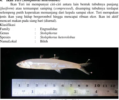 Gambar 6. Ikan Bileh 