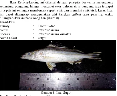 Gambar 7. Ikan Layang 