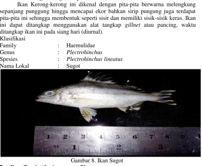 Gambar 7. Ikan Layang 