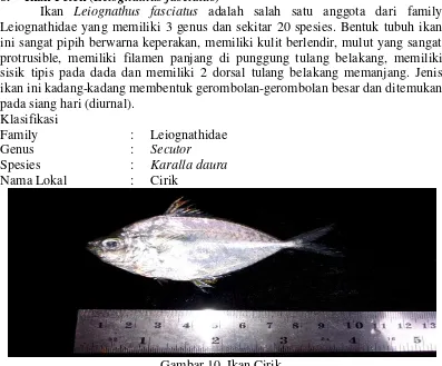 Gambar 9. Ikan Tanda 