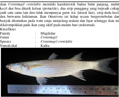 Gambar 11. Ikan Kadra 