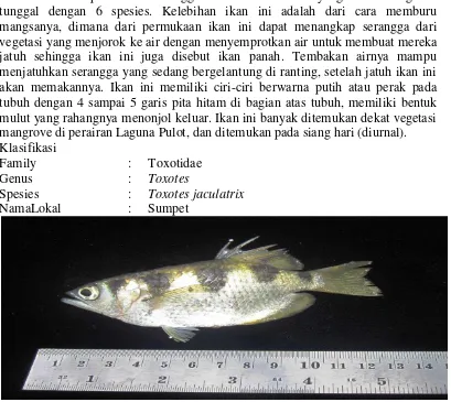 Gambar 12. Ikan Keurape 