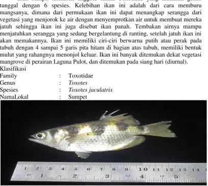 Gambar 12. Ikan Keurape 