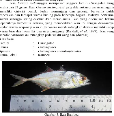 Gambar 3. Ikan Rambeu 