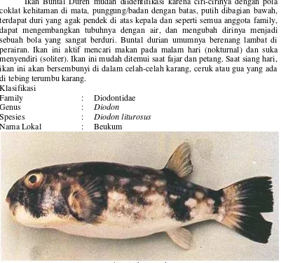 Gambar 4. Ikan Kitok 