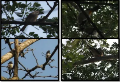 Gambar 2. Frekuensi hasil persebaran burung pada pohon peneduh di jalan M.T Haryono dan  Tlogomas