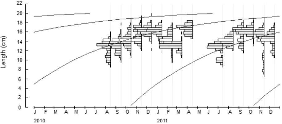 Figure 1. Length distribution of Bali Sardinella (S.lemuru) caught in Bali Strait waters in 2010-2011