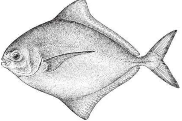 Gambar 4.32  Morfologi dari ikan Bawal Hitam (Carangidae) – ciri paling utama: badan lebar dan kompres, mulut kecil di bawah mata dan tidak mempunyai sirip dada (Sumber: Carpenter & Niem, 2001