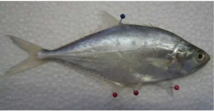 Gambar 4.39  Morfologi umum dari ikan Daun Bambu (Carangidae) – ciri utama: sirip punggung pertama terpisah-pisah dan terdiri atas 6 – 7 duri keras (Photo oleh: Ahmad Risal – mahasiswa PS – PSP, 2007) 