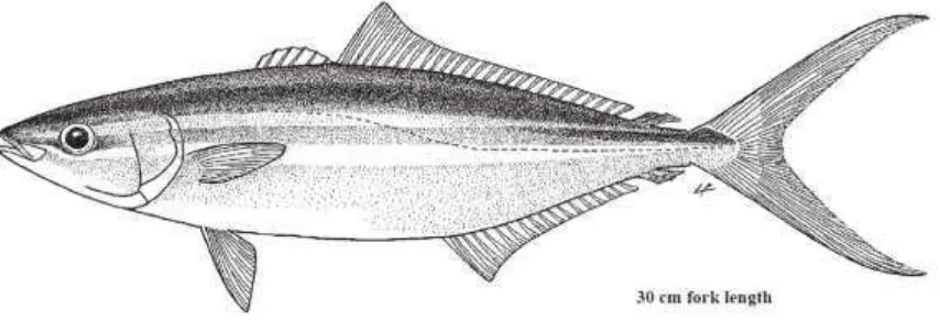 Gambar 4.40  Morfologi umum ikan Sunglir (Carangidae). Karakteristik utama ikan ini ialah badan memanjang seperti cerutu, sirip ekor berbentuk fork dengan cagak sangat runcing, terdapat dua finlet di belakag sirip punggung dan sirip anal (Sumber: Carpenter