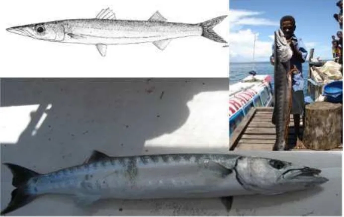 Gambar 4.34  Morfologi dari ikan Alu-Alu/Barracuda (Sphyraenidae) – ciri paling utama: badan memanjang, mulut runcing dan superior, gigi tajam (Foto: Wakatobi oleh Purwanto dan Sorong oleh Andreas Muljadi)