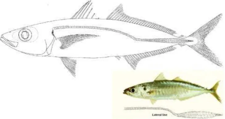 Gambar 4.35  Morfologi dari ikan Layang (Carangidae) – ciri paling utama: badan memanjang 