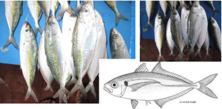 Gambar 4.36  Morfologi dari ikan Selar (Carangidae) – ciri paling utama: badan agak melebar dibandingkan ikan Layang, (Foto: oleh Peter J