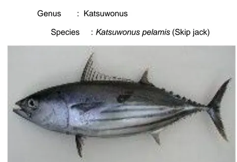 Gambar 2.Spesies Ikan Cakalang (sumber : http//www.fishbase.org)  Cakalang  termasuk  jenis  ikan  tuna  dalam  famili  Scombridae