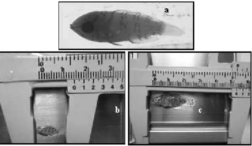 Gambar 3b. (a) Larva yang berukuran 0,9 cm (larva/biji beras), (b) yuwana ikan Napoleon yang berukuran 1,4 cm dan (c) 2,7 cm.