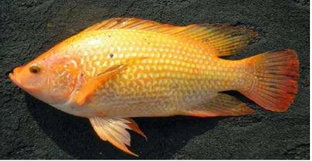 Gambar 2.  Ikan Nila Larasati (Oreochromis niloticus) yang digunakan pada penelitian 