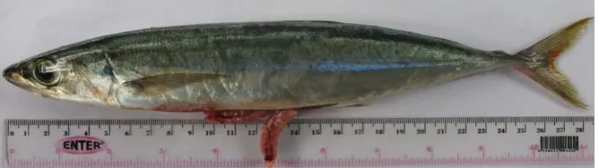 Gambar 1. Ikan layang deles (D. macrosoma). 