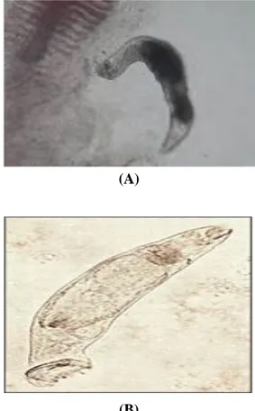 Gambar 2. Anatomi Dactilogyrus sp (Kabata,  1985) 