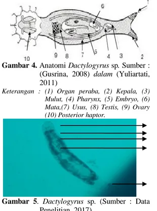 Gambar 4. Anatomi Dactylogyrus sp. Sumber :  (Gusrina,  2008)  dalam  (Yuliartati,  2011) 