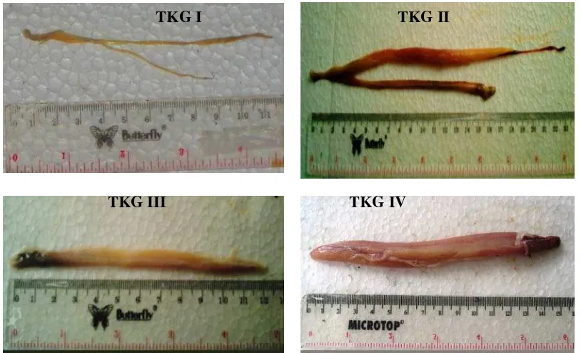 Gambar 20 a. Struktur morfologis testes ikan layur (T. lepturus) 
