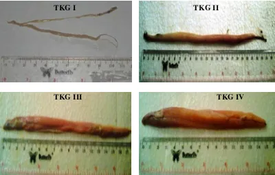 Gambar 21 a. Struktur morfologis testes ikan layur (L.  savala) 