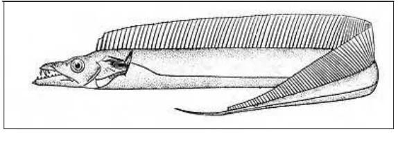 Gambar 1. Trichurus lepturus 