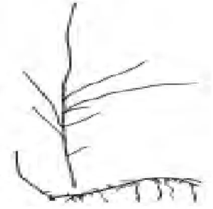 Gambar :Lycopodium cernuum dan Selaginella caudata 
