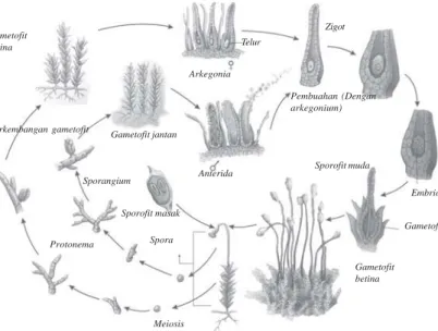 Gambar 9.10 Gerak spermatozoid ke arkegonium pada tumbuhan lumut