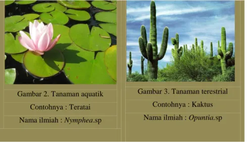 Gambar 2. Tanaman aquatik  Contohnya : Teratai  Nama ilmiah : Nymphea.sp