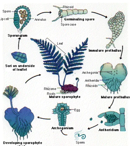 Gambar 2. Daur hidup paku (pteridophyta) 