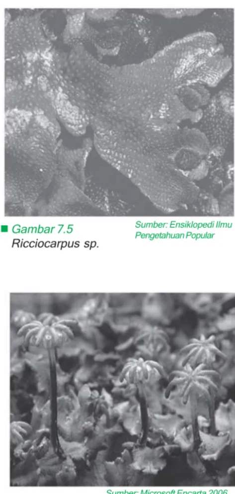 Gambar 7.5 Ricciocarpus sp.