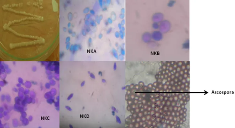Gambar 1. Bentuk koloni, sel dan ascospora dari khamir isolat NKA, NKB, NKC, NKD hasil isolasi darinira kelapa (Herawati,2008)