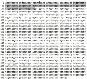 Gambar 2. Sekuens gen normal Human Β globinkromosom 11 dari database NCBI