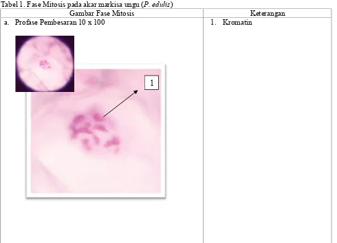 Tabel 1. Fase Mitosis pada akar markisa ungu (P. edulis)