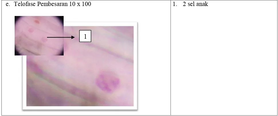 Tabel 2. Waktu Pengamatan Fase-fase mitosis pada markisa ungu (P. edulis) varietas edulis yang dimulai