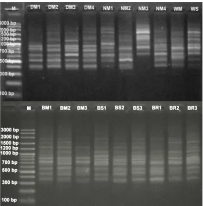 Gambar 3. Elektroferogram Hasil Amplifikasi DNA A.atlas dengan primer ISSR6. Keterangan M = marker