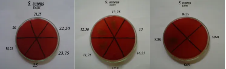 Gambar 3. Hasil KBM ekstrak etanol 70% biji bidara laut terhadap Stapylococcus aureus ATCC 25923