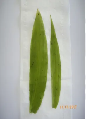 Gambar 4. Sampel daun Liparis sp. yang menunjukkan gejala terinfeksi ORSV