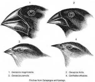 FIGURE 2.1Darwin’s ﬁnches and beaks. Reprinted with permission Mary Evans PictureLibrary/Alamy.