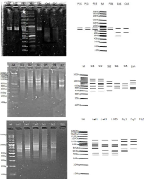 Gambar 3.Hasil elektroforesis sampel DNA Macrobrachium spp. yang diamplifikasi dengan primer ISSR1(Keterangan: M=marker, Pi=M