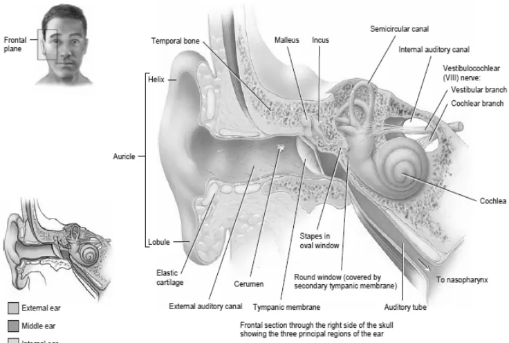 Gambar 2.1 Anatomi Telinga 