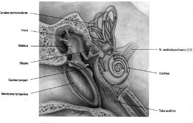 Gambar 2.2 Anatomi Telinga Tengah 