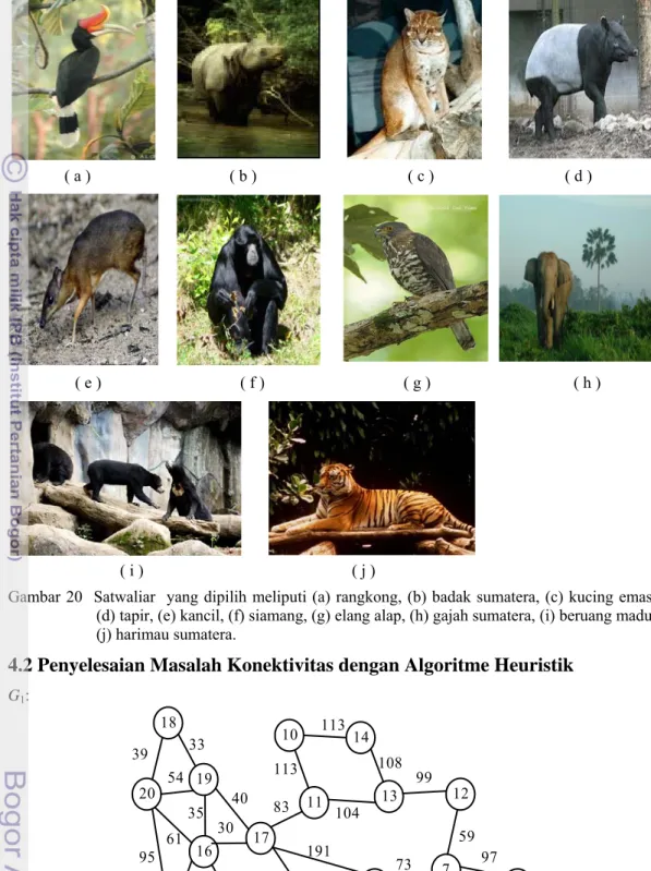 Gambar 20  Satwaliar  yang dipilih meliputi (a) rangkong, (b) badak sumatera, (c) kucing emas,  (d) tapir, (e) kancil, (f) siamang, (g) elang alap, (h) gajah sumatera, (i) beruang madu,  (j) harimau sumatera