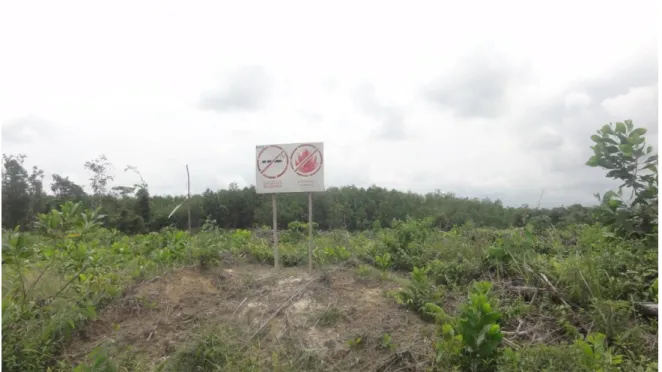 Gambar  2.  Tanaman  akasia  di  konsesi  KUD  Bina  Jaya  Langgam  berada  pada  titik  Koordinat  N0°4'54.93&#34; E101°50'51.73&#34;