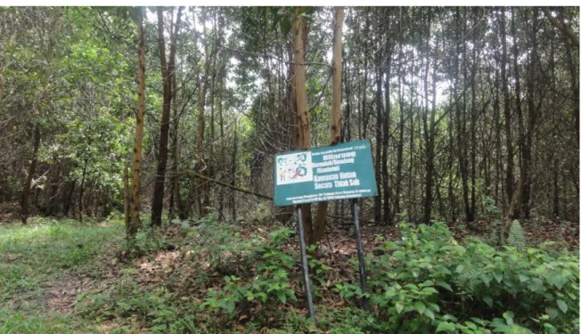 Gambar  3.  Tanaman  akasia  PT  Nusa  Prima  Manunggal  berada  pada  titik  koordinat  N0°4'57.16&#34; E101°47'16.60&#34;